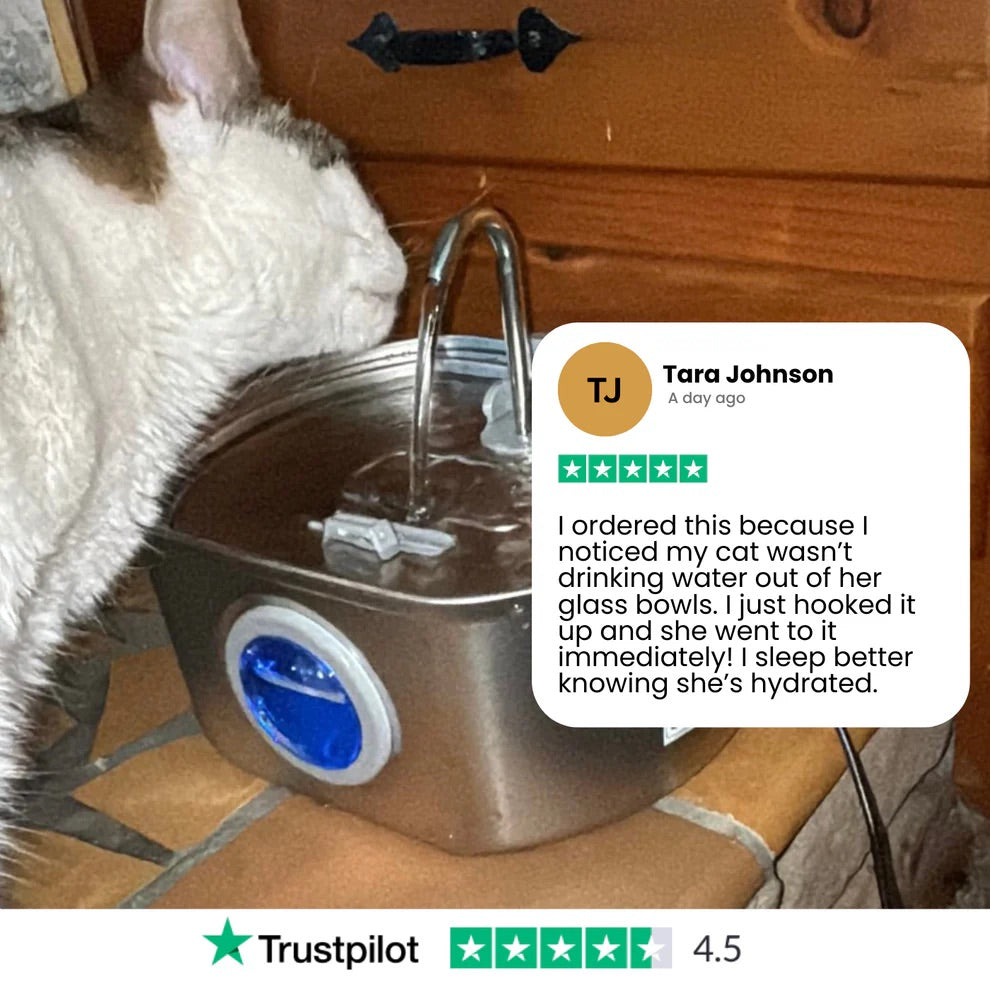 Cat Water Fountain